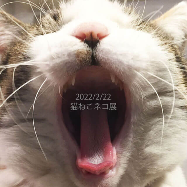 2022猫ねこネコ展のご案内