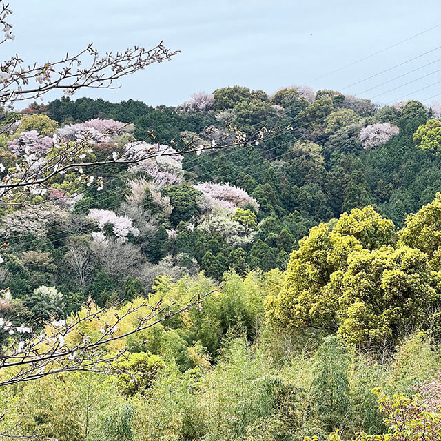 今年は桜三昧